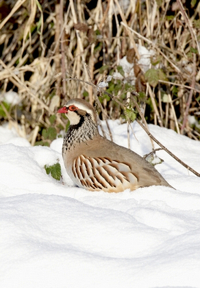 Red-legged Partridge in the Snow 3